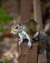Close up of a Eastern gray squirrel Royalty Free Stock Photo