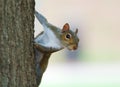 Close Up: Squirrel