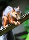 Close up squirrel in Costa Rica rainforest