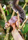 Close up squirrel in Costa Rica rainforest