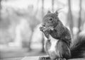 Close-up with squirrel eating honey from walnuts Royalty Free Stock Photo