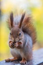 A close-up of a squirrel eating a nut on wooden surface, blurred background, naturalistic style, soft lighting, forest or park Royalty Free Stock Photo