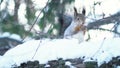 Close-up of squirrel eating nuts in the winter forest. Animals in natural habitats.