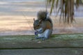 Close up of squirrel eating on a wooden railing
