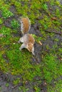 Close-up of a squirrel on grass and wet ground in Hyde Park, London Royalty Free Stock Photo
