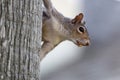 Close up of a squirrel hanging in a tree with a nut in its mouth