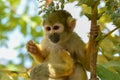 Squirrel monkey holding branch