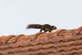 Close-up of a squirrel on an orange roof.