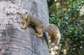 Close up of a squirrel on a palm tree.