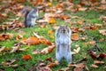 A Close Up of a Squirrel in a Park Royalty Free Stock Photo