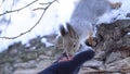 Close-up of squirrel taking nuts from hand. Squirrel takes nuts from his hand in mitten in winter. Squirrel thanks to