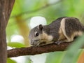 Close up Squirrel on Tree Branch Isolated on Background