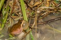 Squirrel Tree Frog - Hyla squirella