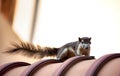 Close-up Squirrel was Perched on The Roof