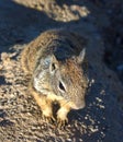 Interested Squirrel Close Up Royalty Free Stock Photo