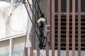 Close-up of squirrels on building walls and power lines. Most of the causes of power outages are animals Royalty Free Stock Photo