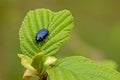 Single alder leaf beetles sitting on an Alder tree leaf - Agelastica alni Royalty Free Stock Photo