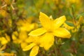 Closeup of St. John's Wort (Hypericum) flowering in a field Royalty Free Stock Photo