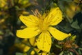 Close-up of the St John wort flower