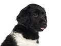 Close-up of a Stabyhoun puppy, tongue out, isolated