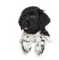 Close-up of a Stabyhoun puppy, tongue out Royalty Free Stock Photo