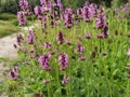 Close up of stachys officinalis Betonica officinalis foliage.