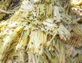 Close up stack bagasse of sugarcane and bee Royalty Free Stock Photo