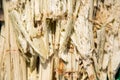 Close up stack bagasse of sugarcane and bee Royalty Free Stock Photo