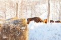 Close-up on a stack of dry yellow hay in the background of a herd of farm animals of cows, bulls, bison or horses at the fence of Royalty Free Stock Photo