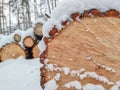 Close-up of a stack of harvested tree trunks under fluffy snow in a winter forest Royalty Free Stock Photo