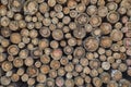 close-up of stacked brown pine logs with different diameters Royalty Free Stock Photo