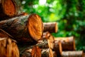 Close-up of stacked logs in a forest setting Royalty Free Stock Photo