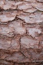 Close up of stacked tree trunks, bark