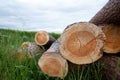 Close up of stacked tree trunks in a meadow