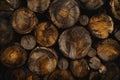 Close-up of Stacked Wood Logs Showing Annual Growth Rings Royalty Free Stock Photo