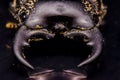 Close up of stag beetle face Royalty Free Stock Photo