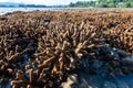 Close-up of Staghorn coral during low tide
