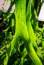Close Up of Staghorn Fern Leaf
