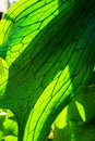 Close Up of Staghorn Fern Leaf