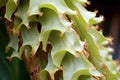 close-up of staghorn fern spore patches Royalty Free Stock Photo