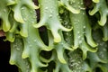 close-up of staghorn fern spore patches