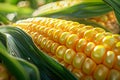 Close up of a stalk of corn with the kernels of corn visible Royalty Free Stock Photo