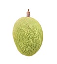 Jackfruit with stalk isolated on white background with clipping path , tropical fruit