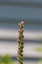 Close up of a Liatris flower beginning to bloom with a blurred background