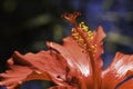 Stamen Of Red Hibiscus Flower hibiscus rosa-sinensis Royalty Free Stock Photo