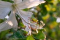 Close up of a stamen of a hibiscus flower Royalty Free Stock Photo