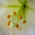 Close up of stamen of a lily Royalty Free Stock Photo