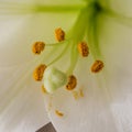 Close up of stamen of a lily Royalty Free Stock Photo