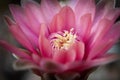 Close up stamen or male filament of gymnocalycium cactus