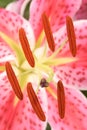 Close Up of the Stamen and Pollen in a Lilly Royalty Free Stock Photo